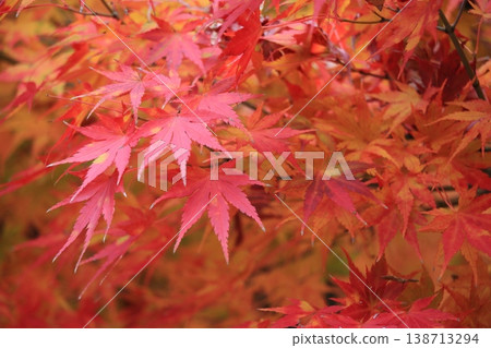 Bright red maple leaves, autumn leaves Bright red maple leaves, autumn leaves 138713294