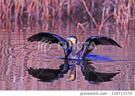 Cormorant spreading wings Cormorant spreading wings 138713370