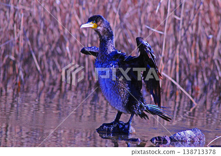 Cormorant spreading wings Cormorant spreading wings 138713378