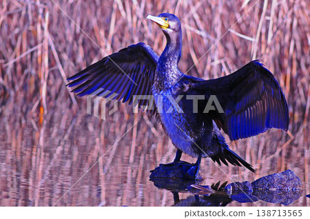Cormorant spreading wings Cormorant spreading wings 138713565