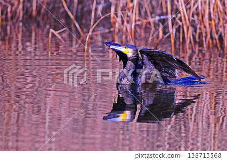 Cormorant spreading wings Cormorant spreading wings 138713568