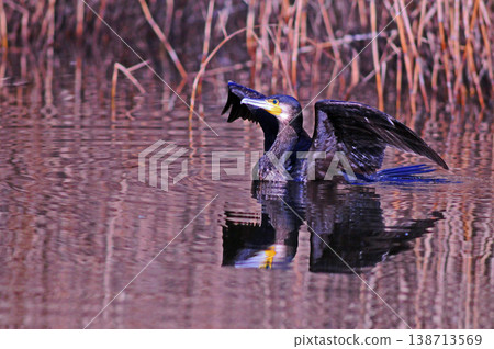 Cormorant spreading wings Cormorant spreading wings 138713569