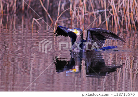 Cormorant spreading wings 138713570