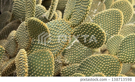 Close-up of prickly pear cactus texture with green pads and orange spines, suitable for background Close-up of prickly pear cactus texture with green pads and orange spines, suitable for background 138713598