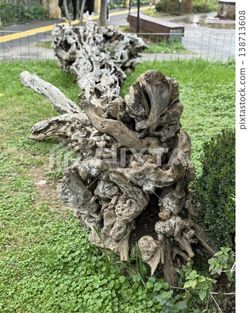 Weathered tree trunk on grassy field in park setting with twisted branches in foreground 138713608