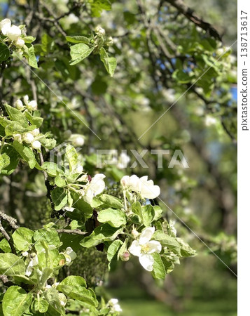 Apple blossoms in full bloom on tree branches in garden during spring season Apple blossoms in full bloom on tree branches in garden during spring season 138713617