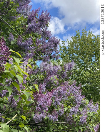 Lilac bushes in full bloom with vibrant purple flowers against a clear blue sky background Lilac bushes in full bloom with vibrant purple flowers against a clear blue sky background 138713618