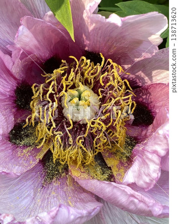 Closeup of blooming pink peony with yellow stamens and detailed petals in sunlight Closeup of blooming pink peony with yellow stamens and detailed petals in sunlight 138713620