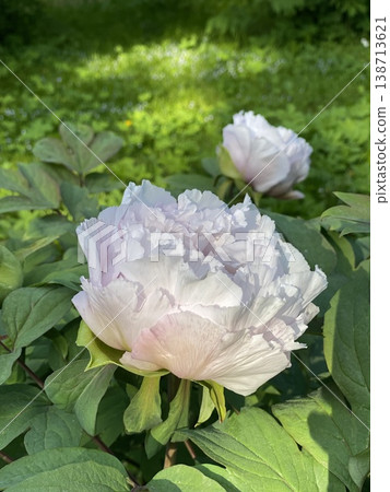 Pink peonies in a garden with lush green foliage, suitable for use as a natural background Pink peonies in a garden with lush green foliage, suitable for use as a natural background 138713621