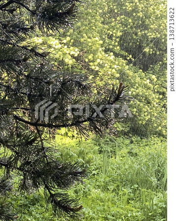 Spring rain in a lush green forest with pine branches in the foreground, suitable for a background Spring rain in a lush green forest with pine branches in the foreground, suitable for a background 138713622