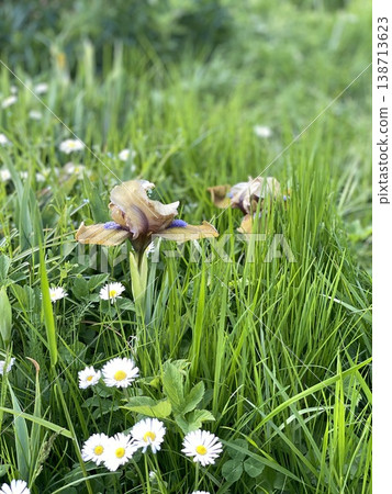 Iris flowers in lush green meadow with daisies, vibrant nature scene suitable as background Iris flowers in lush green meadow with daisies, vibrant nature scene suitable as background 138713623