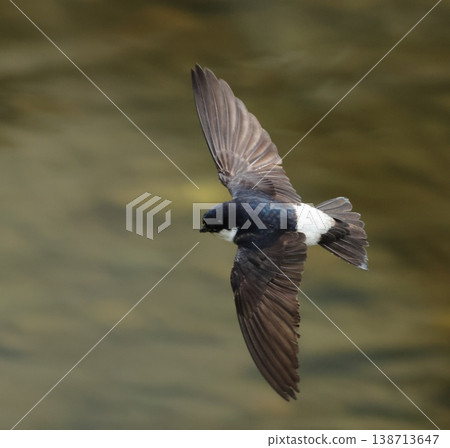 Rock swallows fly Rock swallows fly 138713647