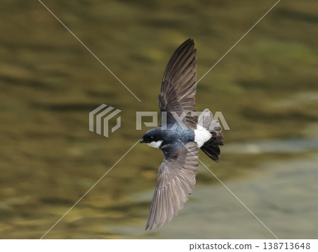 Rock swallows fly Rock swallows fly 138713648