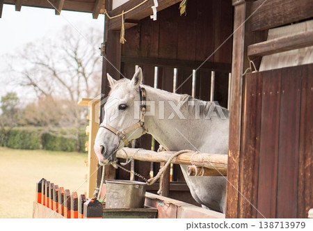 A white sacred horse standing in the stables of Kamigamo Shrine. A white sacred horse standing in the stables of Kamigamo Shrine. 138713979