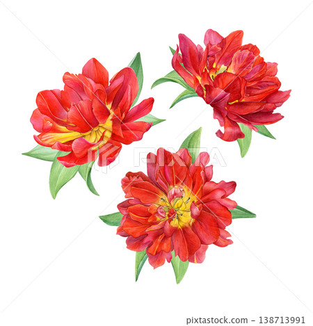 Watercolor set of red double tulips with green leaves isolated on white. Suitable for prints, invitations, branding, packaging and floral design 138713991