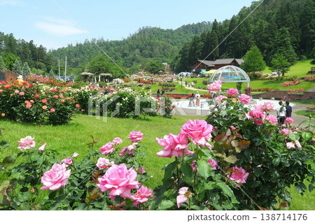 Scenery of a rose park full of flowers Scenery of a rose park full of flowers 138714176