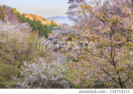 World heritage site in full bloom of cherry blossoms, Mt. Yoshino in the early morning 138714211