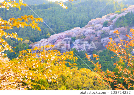 櫻花盛開的世界遺產，清晨的吉野山 138714222