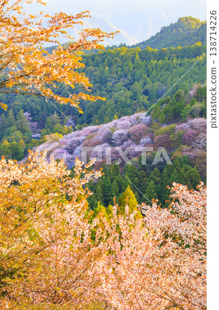 World heritage site in full bloom of cherry blossoms, Mt. Yoshino in the early morning 138714226