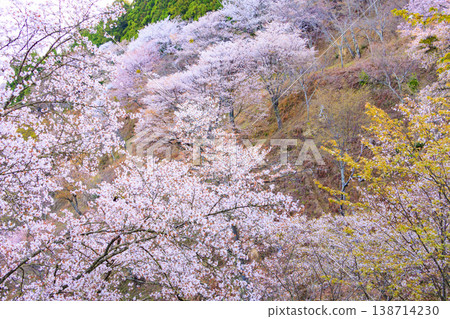 World heritage site in full bloom of cherry blossoms, Mt. Yoshino in the early morning World heritage site in full bloom of cherry blossoms, Mt. Yoshino in the early morning 138714230