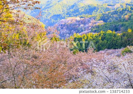 World heritage site in full bloom of cherry blossoms, Mt. Yoshino in the early morning 138714233