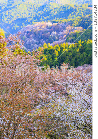 櫻花盛開的世界遺產，清晨的吉野山 138714234