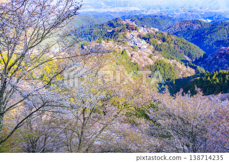 櫻花盛開的世界遺產,清晨的吉野山 櫻花盛開的世界遺產,清晨的吉野山 138714235