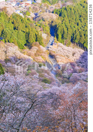 World heritage site in full bloom of cherry blossoms, Mt. Yoshino in the early morning 138714236