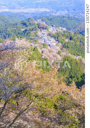 World heritage site in full bloom of cherry blossoms, Mt. Yoshino in the early morning World heritage site in full bloom of cherry blossoms, Mt. Yoshino in the early morning 138714247