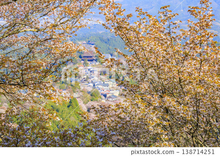 World heritage site in full bloom of cherry blossoms, Mt. Yoshino in the early morning World heritage site in full bloom of cherry blossoms, Mt. Yoshino in the early morning 138714251