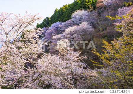櫻花盛開的世界遺產，清晨的吉野山 138714264