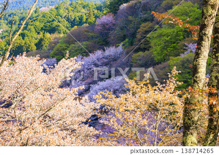 櫻花盛開的世界遺產，清晨的吉野山 138714265