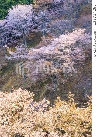 World heritage site in full bloom of cherry blossoms, Mt. Yoshino in the early morning 138714269