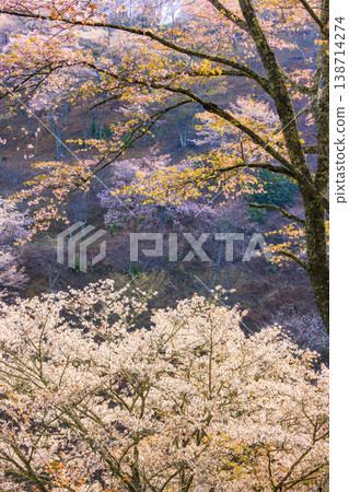 櫻花盛開的世界遺產，清晨的吉野山 138714274
