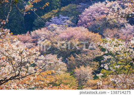 World heritage site in full bloom of cherry blossoms, Mt. Yoshino in the early morning 138714275