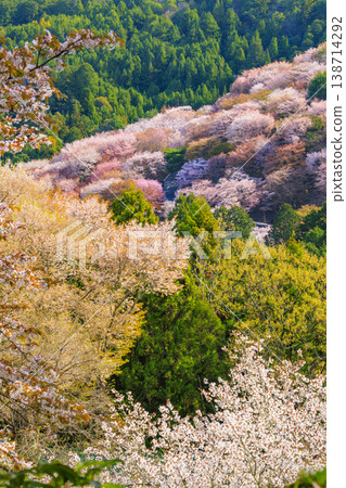 World heritage site in full bloom of cherry blossoms, Mt. Yoshino in the early morning World heritage site in full bloom of cherry blossoms, Mt. Yoshino in the early morning 138714292