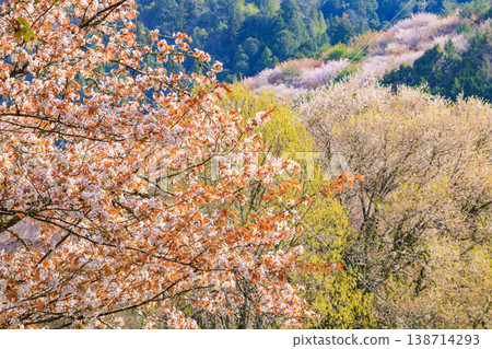 World heritage site in full bloom of cherry blossoms, Mt. Yoshino in the early morning World heritage site in full bloom of cherry blossoms, Mt. Yoshino in the early morning 138714293