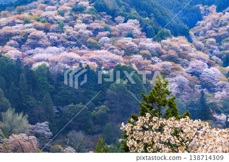 World heritage site in full bloom of cherry blossoms, Mt. Yoshino in the early morning World heritage site in full bloom of cherry blossoms, Mt. Yoshino in the early morning 138714309