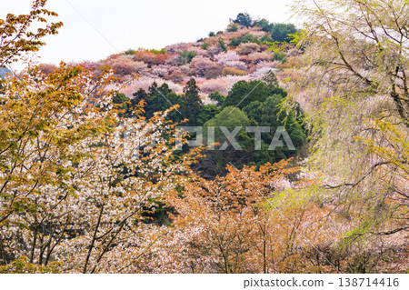 World heritage site in full bloom of cherry blossoms, Mt. Yoshino in the early morning World heritage site in full bloom of cherry blossoms, Mt. Yoshino in the early morning 138714416