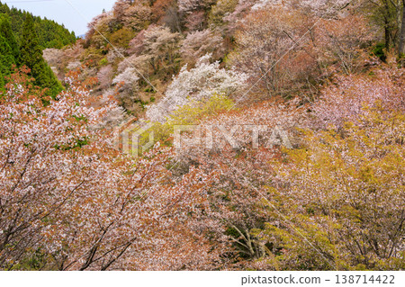 櫻花盛開的世界遺產,清晨的吉野山 櫻花盛開的世界遺產,清晨的吉野山 138714422
