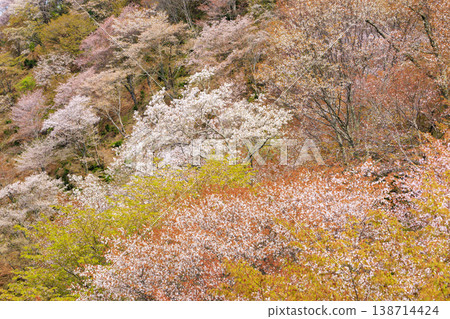 World heritage site in full bloom of cherry blossoms, Mt. Yoshino in the early morning 138714424