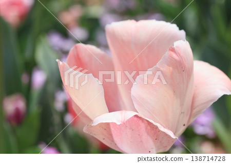 Flowers Flowers 138714728