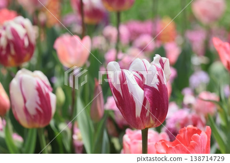 花 花 138714729