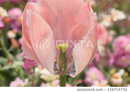 花 花 138714730