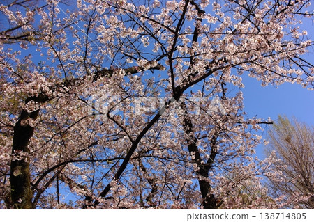 Cherry blossoms in full bloom under a clear blue sky at Arai Yakushi Park (3) Cherry blossoms in full bloom under a clear blue sky at Arai Yakushi Park (3) 138714805