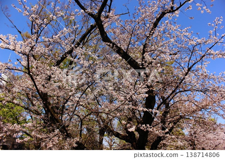 荒井藥師公園,藍天下櫻花盛開(4) 荒井藥師公園,藍天下櫻花盛開(4) 138714806