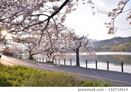 京都廣澤池的日落和櫻花 京都廣澤池的日落和櫻花 138714914
