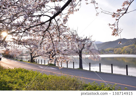 京都廣澤池的日落和櫻花 京都廣澤池的日落和櫻花 138714915