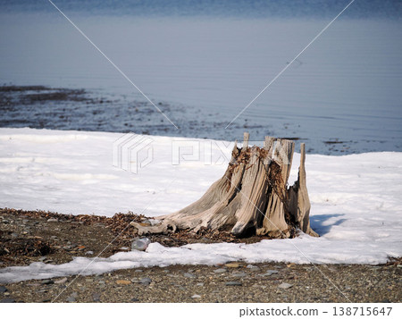 Driftwood that reached the Notsuke Peninsula 138715647