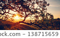 Beautiful view of the rising sun through the branches of a tree. 138715659